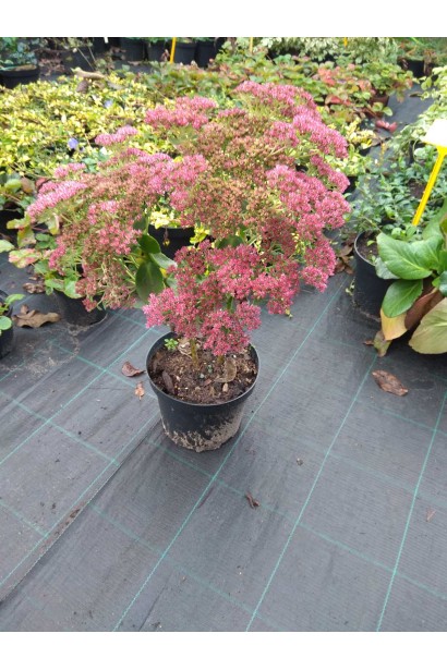 Очиток видний Діамант - 3л/вис.35-45см/Ø30-35см